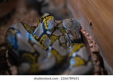 Snake Habitat Close Isolated Stock Photo 2266789651 | Shutterstock