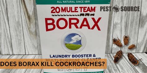 Does Borax Kill Cockroaches Pest Source