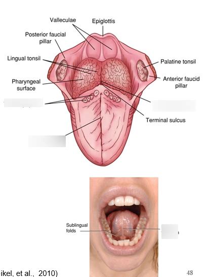 Muscles Of The Tongue Diagram Quizlet