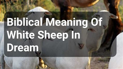 Biblical Meaning Of White Sheep In Dream DreamPeas