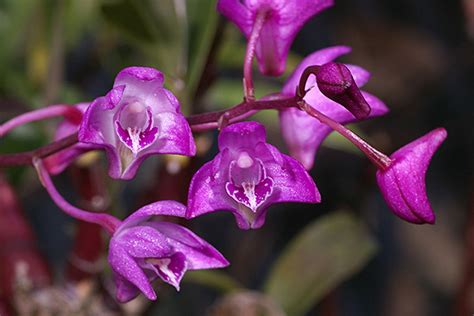 Grow And Care Dendrobium Kingianum Thelychiton Kingianus Captain