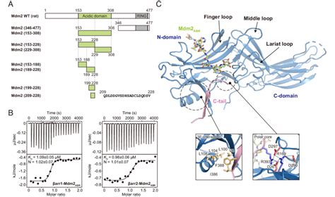 Identification Of The Arr Binding Region On Mdm And Crystal Structure