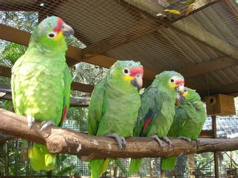 Macaw Mountain Bird Park And Nature Reserve Picture Of Macaw Mountain