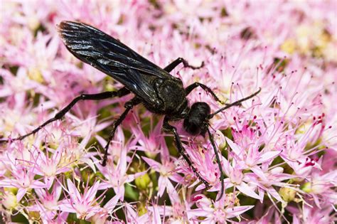 Giant Black Wasps