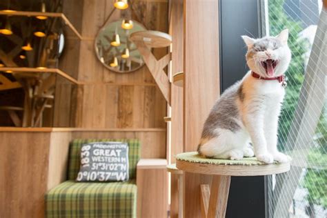 Cat Cafe Mocha Akihabara Chiyoda 2019 All You Need To Know Before