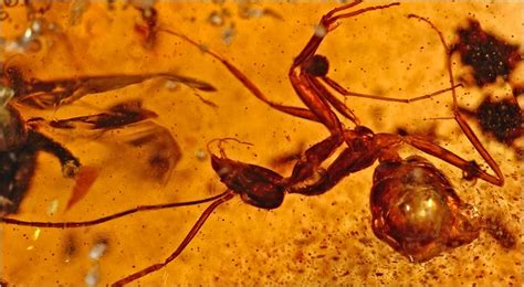 Encased In Amber A Trove Of New Species NYTimes