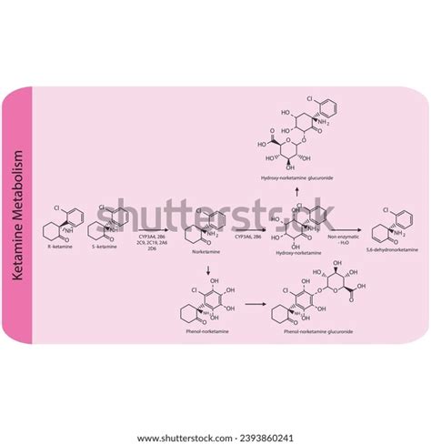 Diagram Showing Metabolism Ketamine Norketamine Metabolites Stock ...