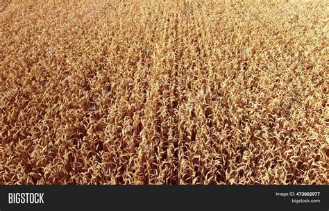 Wheat Field Field Image And Photo Free Trial Bigstock