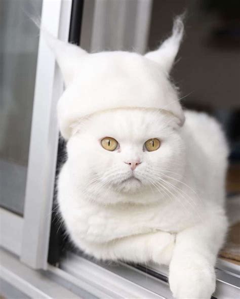 Photographer Creates Stylish Hats For His Cats Using Their Own Hair