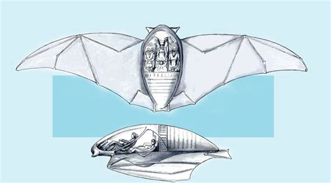 Chiroptera | hbottlefield.com