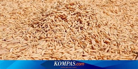 Bulog Diminta Lebih Optimal Dalam Menyerap Gabah Petani