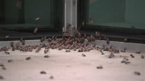 Spotted lanternflies invading Center City Philadelphia - 6abc Philadelphia