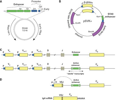 Enhancers Enhancers From Their Discovery To Todays Universe Of