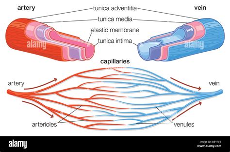 Arteries Diagram Labeled Cross Section Of An Artery Vein And | Images and Photos finder