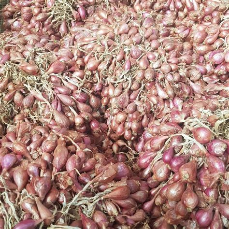 A Bunch Of Red Onions Or Shallots That Are Still Fresh After Being