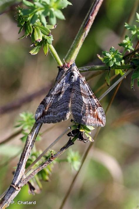 Aplocera Plagiata Linnaeus 1758 Triple Raie La Rayure Commune