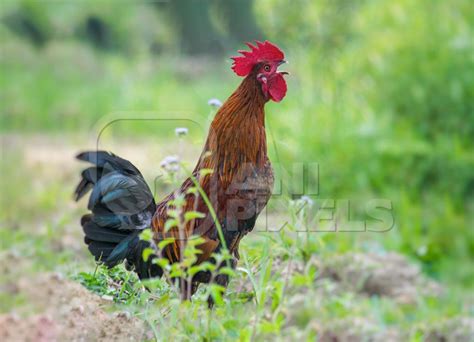 Cockerel Crowing In A Field With Green Background Anipixels