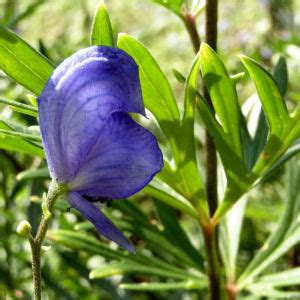 Gew Hnlicher Eisenhut Bl Te Blau Aconitum Napellus Galerie Album Bilder