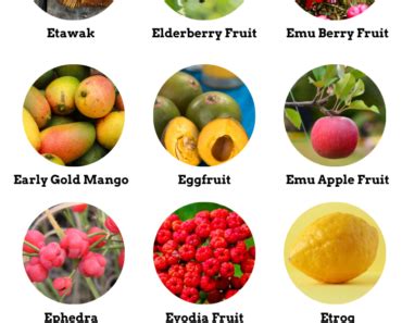 Fruits That Start With Q Properties And Pictures Engdic