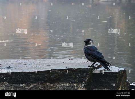 Photo Of A Black Crow Bird Near A Lake During Autumn Stock Photo Alamy