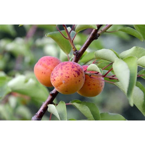 Online Orchards Dwarf Moorpark Apricot Tree Largest And Sweetest Apricots Bare Root 3 Ft To