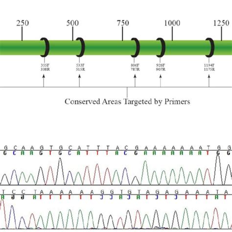 Bacterial identification using 16S rRNA sequencing. (A) Diagrammatic ...