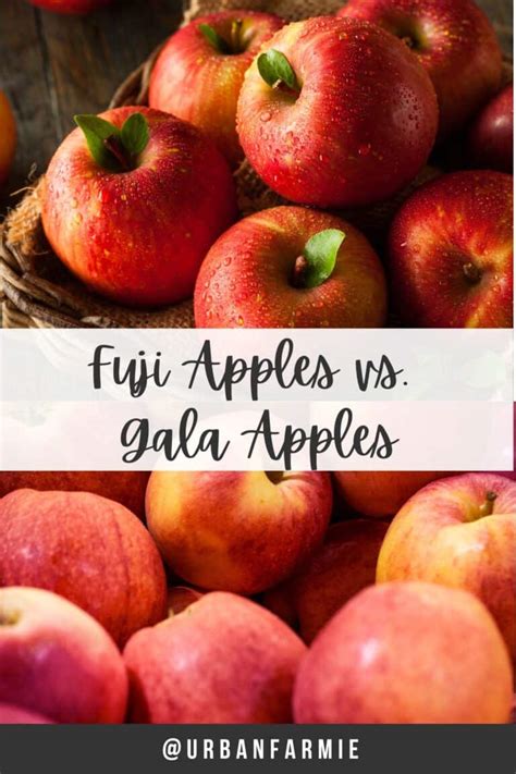 Fuji Apples vs. Gala Apples (+ Recipes!)