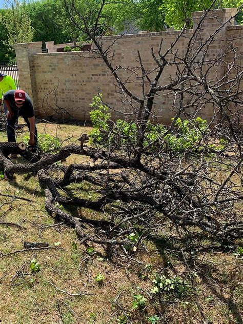 Tree Removal Shrub Removal Pruning Star Lawn Care