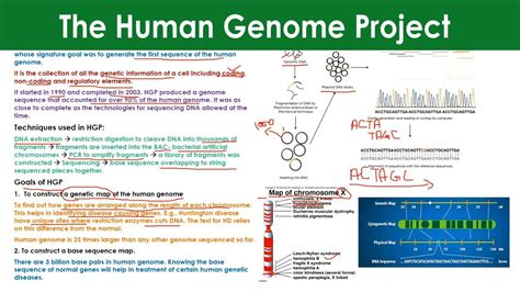 The Human Genome Project Techniques Used And Goals Of Hgp Genome Project Human Genome