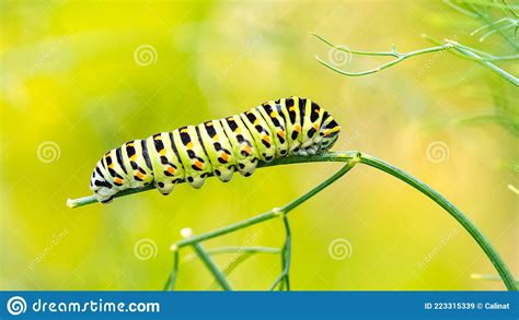 Caterpillar of an Old World Swallowtail Stock Image - Image of ...