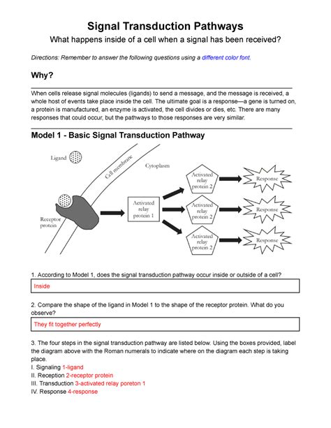 Pogil Signal Transduction Pathways Signal Transduction Pathways