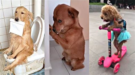 Videos De Risa Nuevos Mascotas Graciosos Momentos Divertidos De