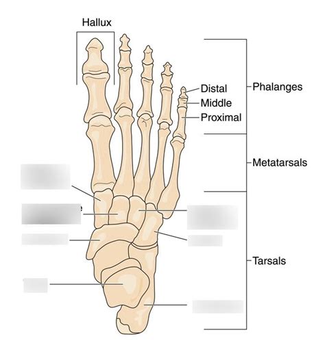 Lab 17 Pelvic Girdle And Lower Limb Figure 17 5 Diagram Quizlet