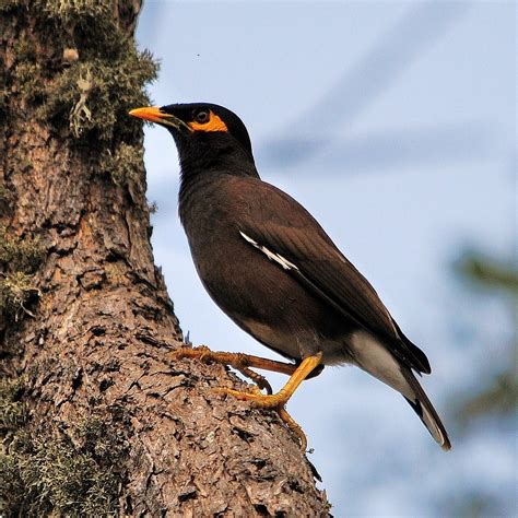 Details Common Myna Birdguides