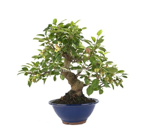 Malus sp Bonsaï 24 Ans Pommier Extérieur Mistral Bonsai