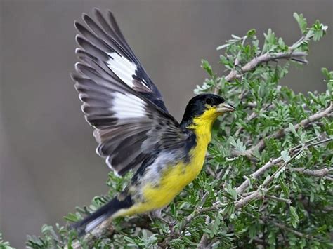 Lesser Goldfinch Celebrate Urban Birds