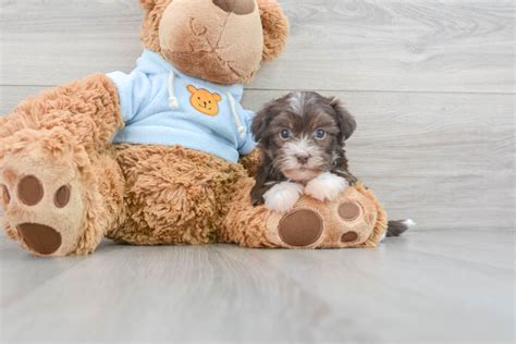 Playful Havanese Acorn 2lb 15oz Purebred Puppy