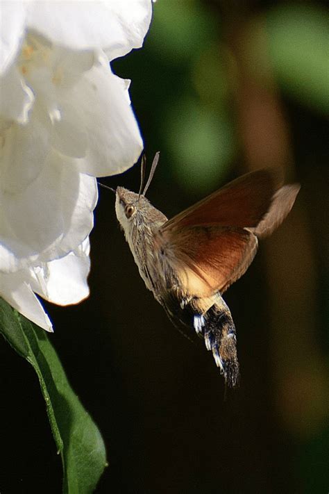 How To Attract Hummingbird Moths To Your Yard And