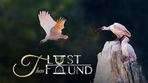 From 7 to 4,400: The crested ibis conservation success story - CGTN