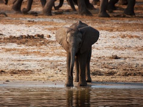 Premium Photo Elephants Drinking Water