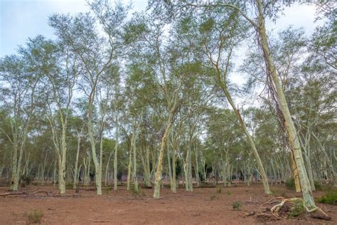 Northern Kruger Park in South Africa Fever Tree Forest Stock Photo ...