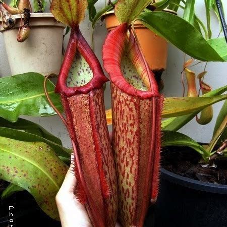 Jual Tanaman Karnivora Nepenthes Miranda Kantong Semar Shopee Indonesia