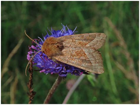 Rosy Rustic Finglandrigg Wood 25 August 22 Rosy Rustic M Flickr