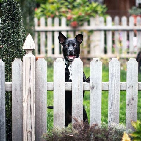 Top 60 Best Dog Fence Ideas Canine Barrier Designs