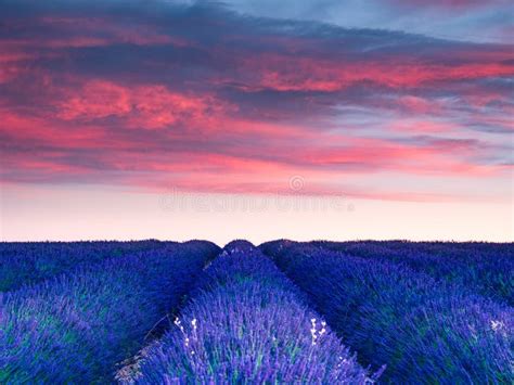 Lavender Field At Sunset Provence France Stock Photo Image Of Meadow