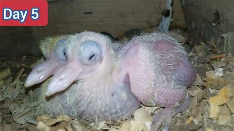 Video Of White Pigeons Day By Day Pigeon Groth 1 To 30 Day Baby