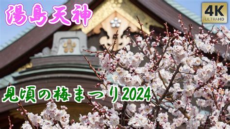 湯島天神 見頃の文京梅まつり2024 開花状況 湯島天満宮 Yushima Tenjin Shrine Ume Plum are in