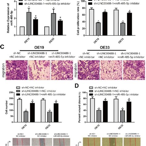 LINC00488 Regulates Esophageal Cancer Cells By Targeting MiR 485 5p