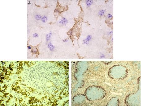 Immunocytochemistry Illustrates The Differential Staining Of