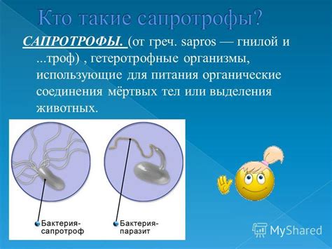Презентация на тему: "САПРОТРОФЫ. (от греч. sapros гнилой и...троф ...